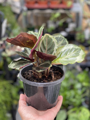 Calathea julia - That Plant Shop