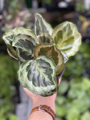 Calathea julia - That Plant Shop