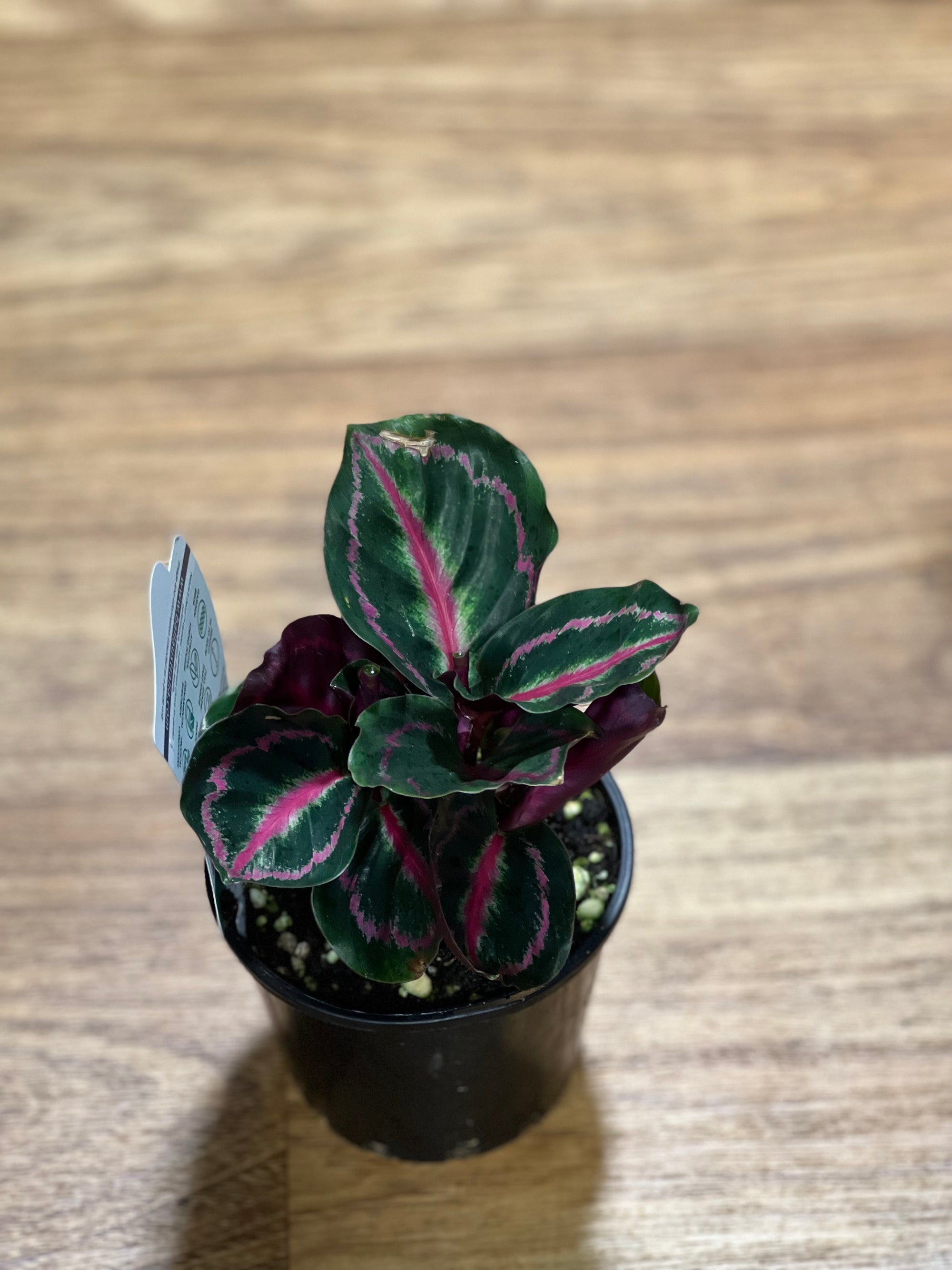 Calathea illustris