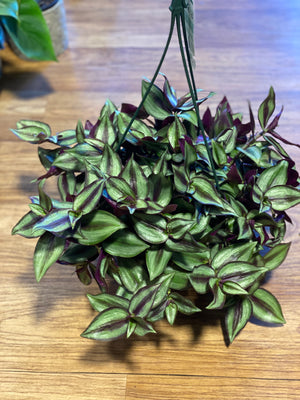 Tradescantia Zebrina