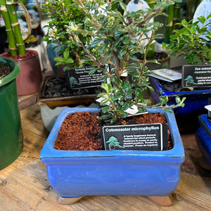 Assorted bonsai