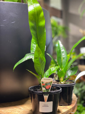 Anthurium Schlectendalii