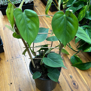 Philodendron Cordatum heart leaf