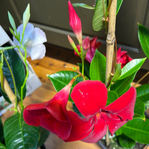 Mandevilla