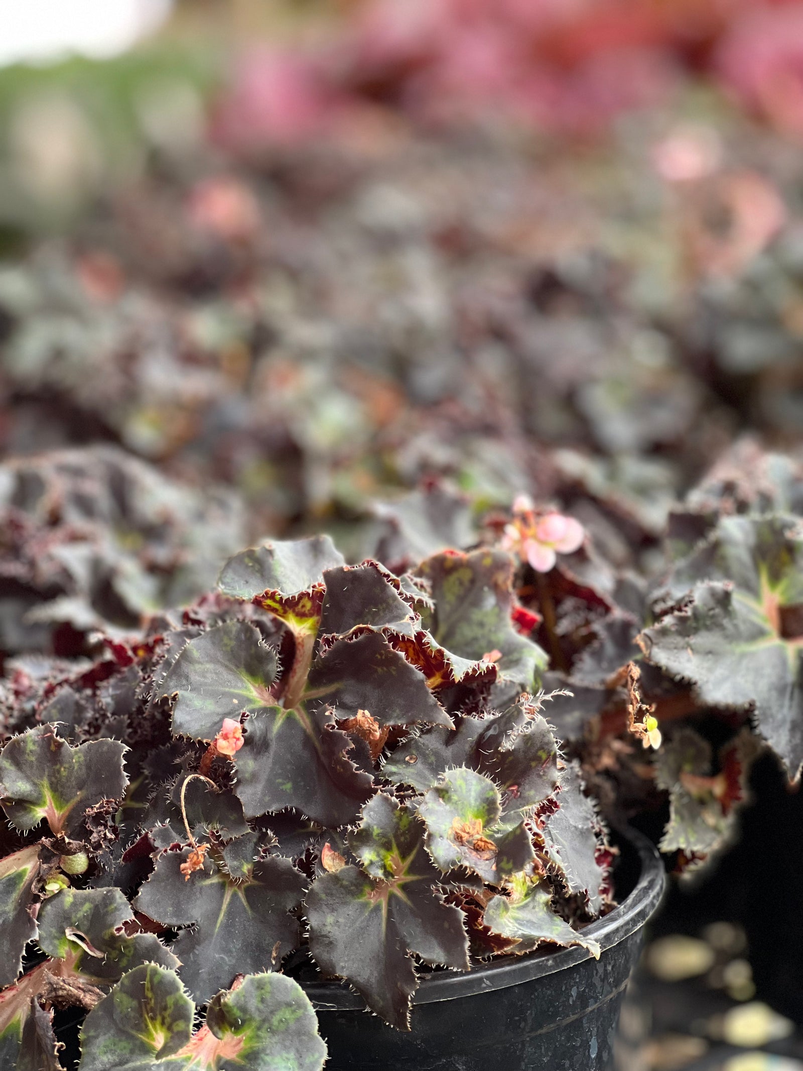 Begonia  Rex varieties