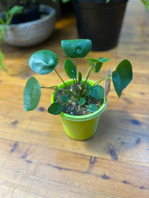 Pilea peperomioides Chinese money plant