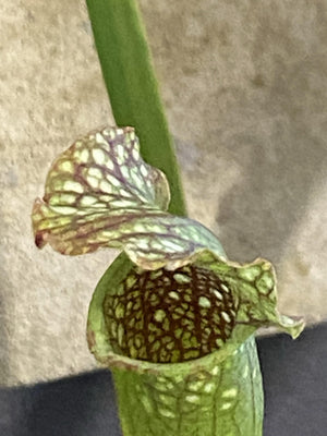 Sarrancenia Pitcher plant - That Plant Shop