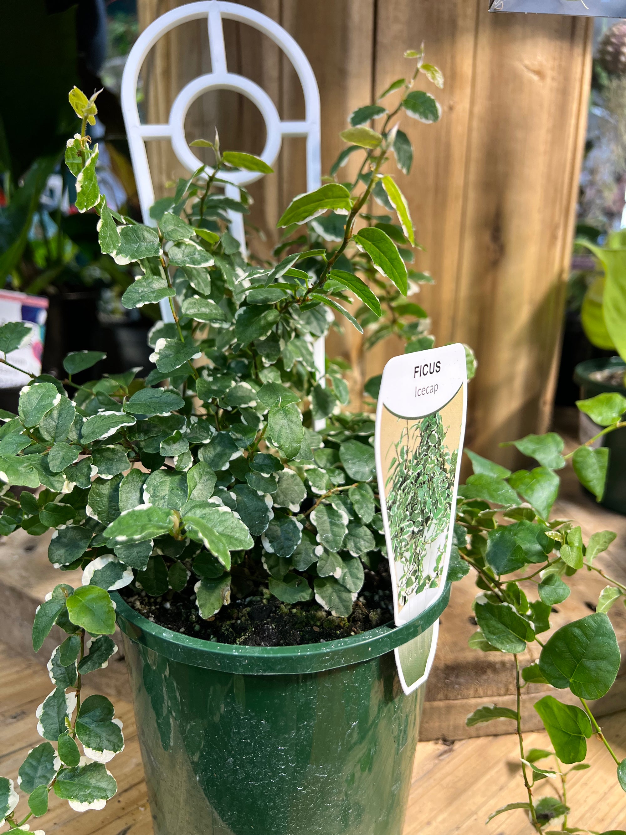 Ficus pumila ice caps variegated