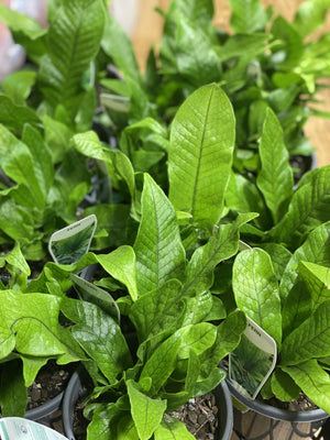 Crocodile leaf fern Microsorum musifolium 'crocodylus ') - That Plant Shop