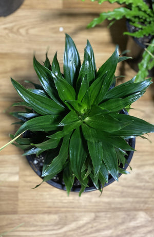 Dracaena Janet Craig compactum - Artisans Garden Nursery