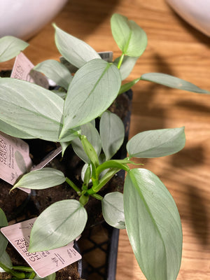 Philodendron silver sword