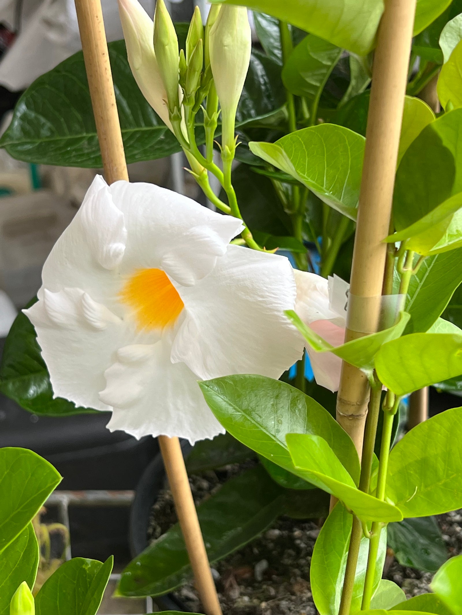 Mandevilla