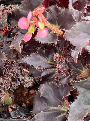 Begonia  Rex varieties