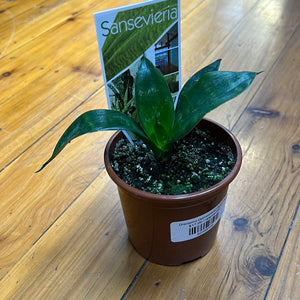 Dracaena (sanseviera) Robusta