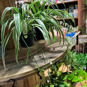 Spider Plant Chlorophytum