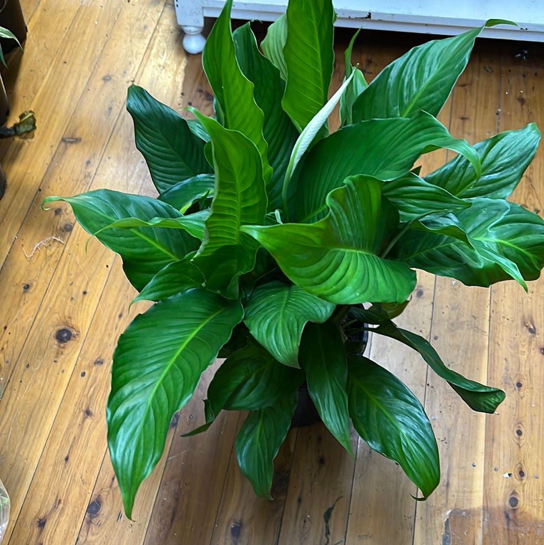 Spathiphyllum Blue Moon