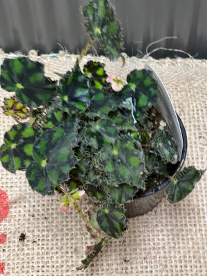 Begonia Rex “Tiger paws”