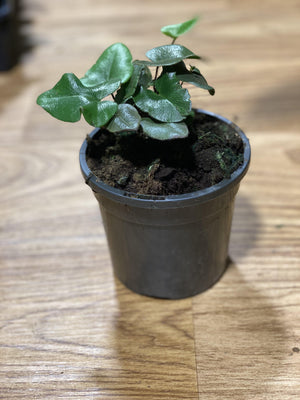 Heart Fern Hemonitis arifolia - That Plant Shop