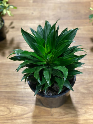 Dracaena Janet Craig compactum