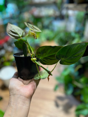 Philodendron micans velvet