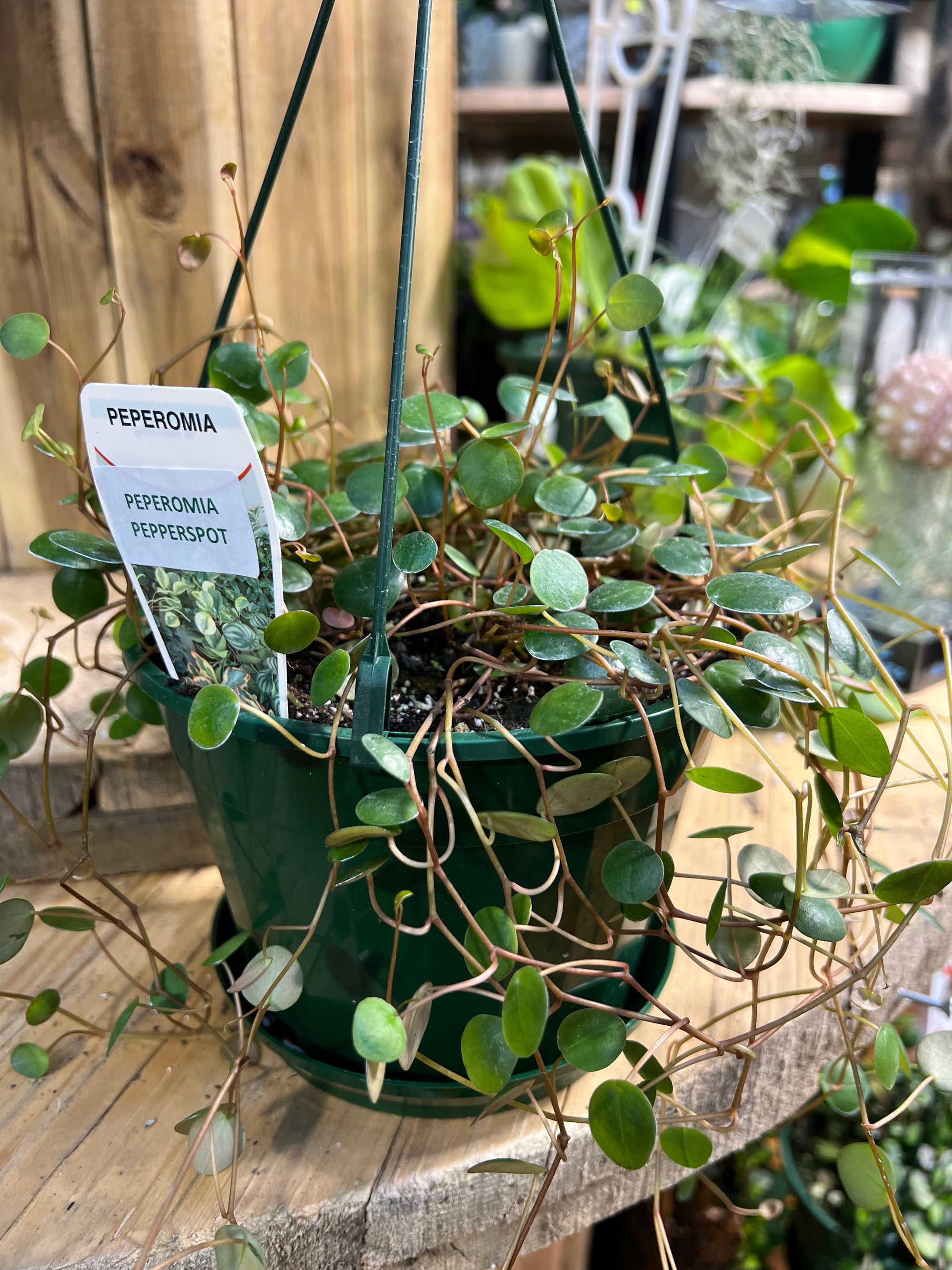 Peperomia pepperspot