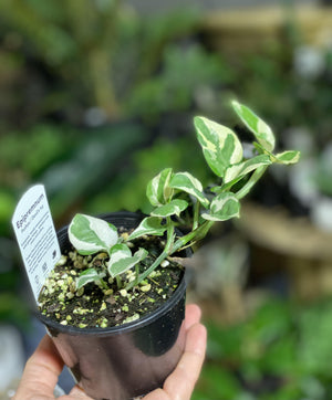 Pothos Njoy - variegated white and green - Artisans Garden Nursery