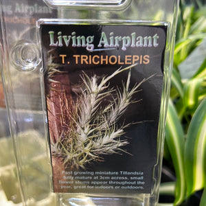 Tillandsia gift