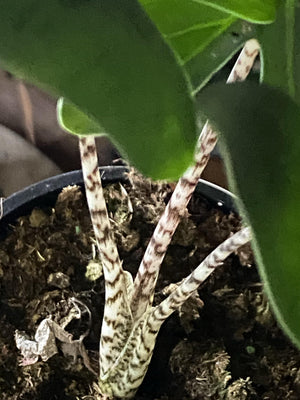 Alocasia zebrina - Artisans Garden Nursery