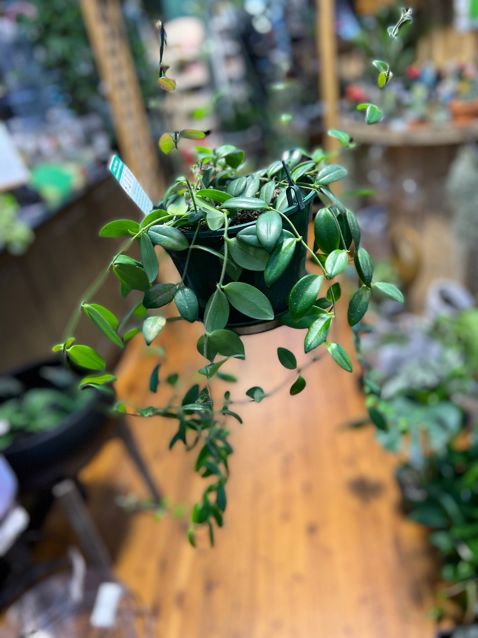 Aechynanthus lipstick