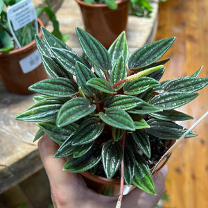 Peperomia rosso