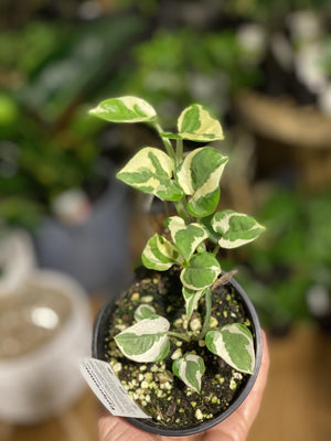 Pothos Njoy - variegated white and green - Artisans Garden Nursery