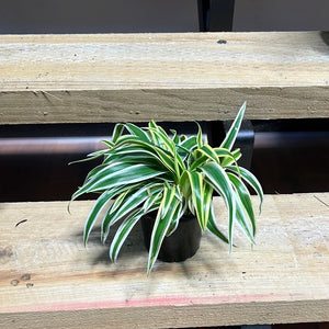 Spider plant- Chlorophytum comosum variegatum