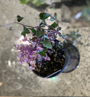 Senecio macroglossus variegated