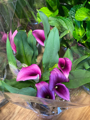 Calla lily Zantedeschia aethiopica