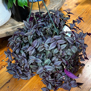 Tradescantia Zebrina