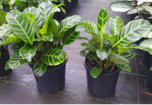 Calathea zebrina