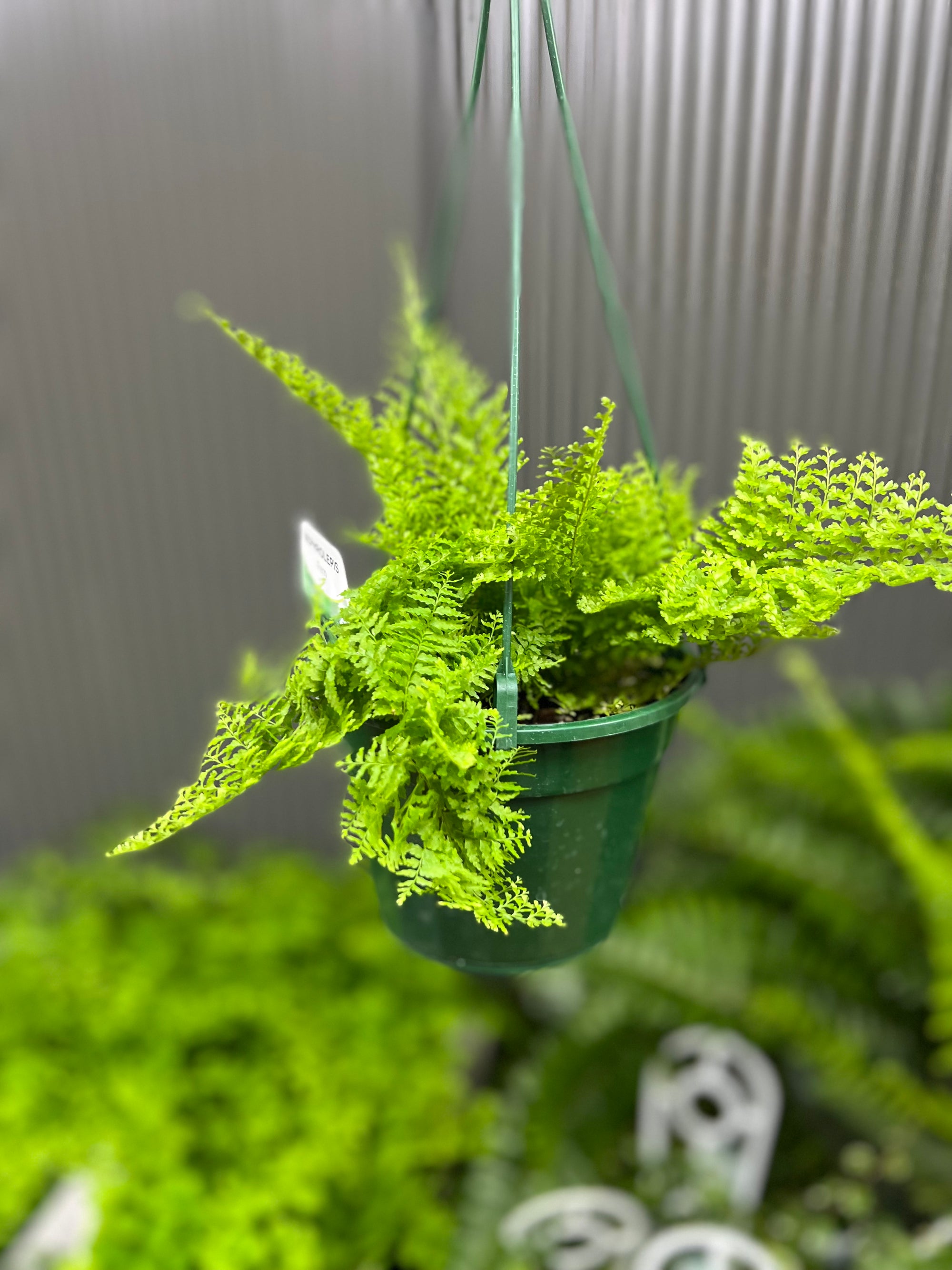 Fern Nephrolepis "Cotton Candy" fern