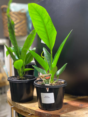 Anthurium Schlectendalii