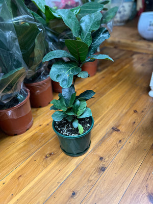 Ficus lyrata Bambino