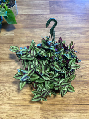 Tradescantia Zebrina