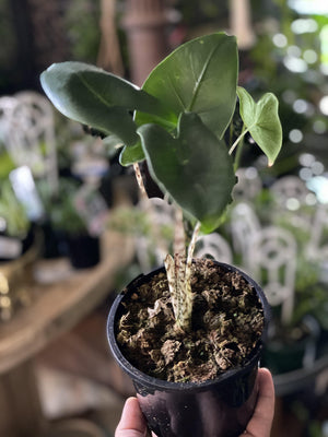 Alocasia zebrina - Artisans Garden Nursery