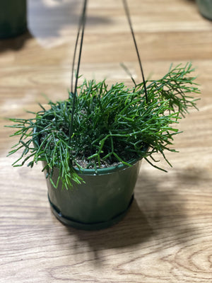 Rhipsalis species - That Plant Shop