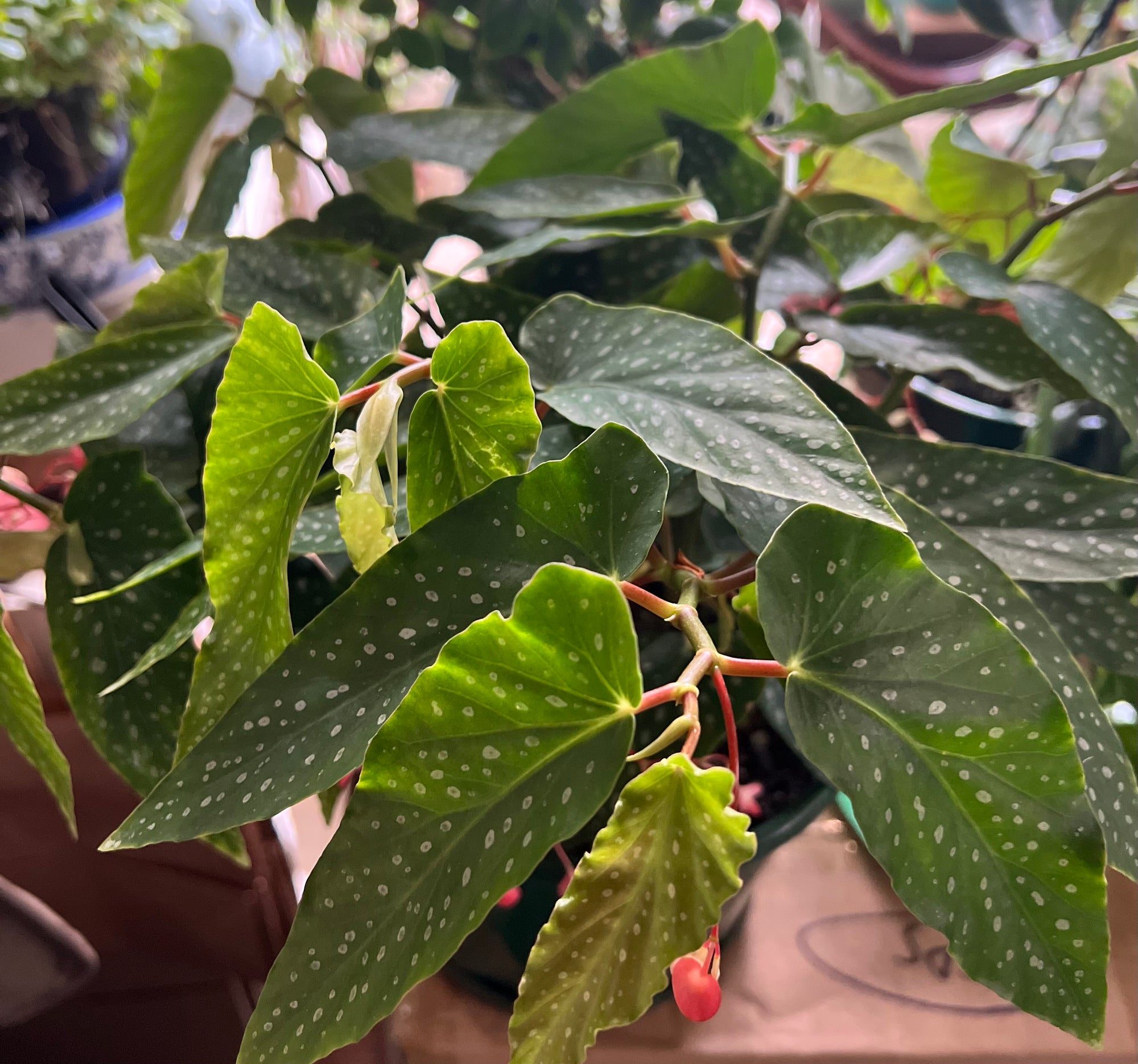 Begonia Coccinea