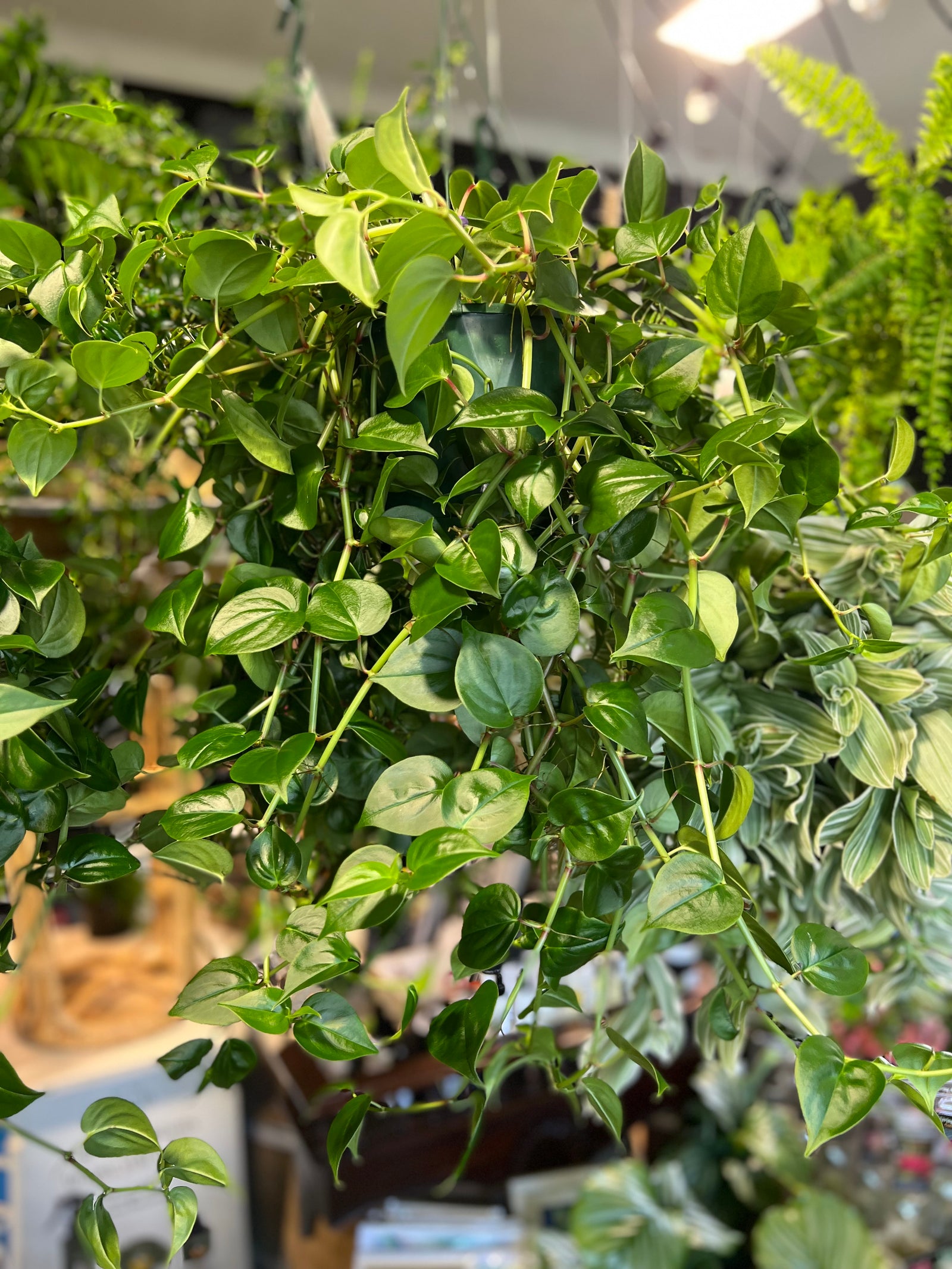 Peperomia scandens jade