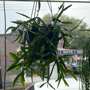 Rhipsalis micrantha species