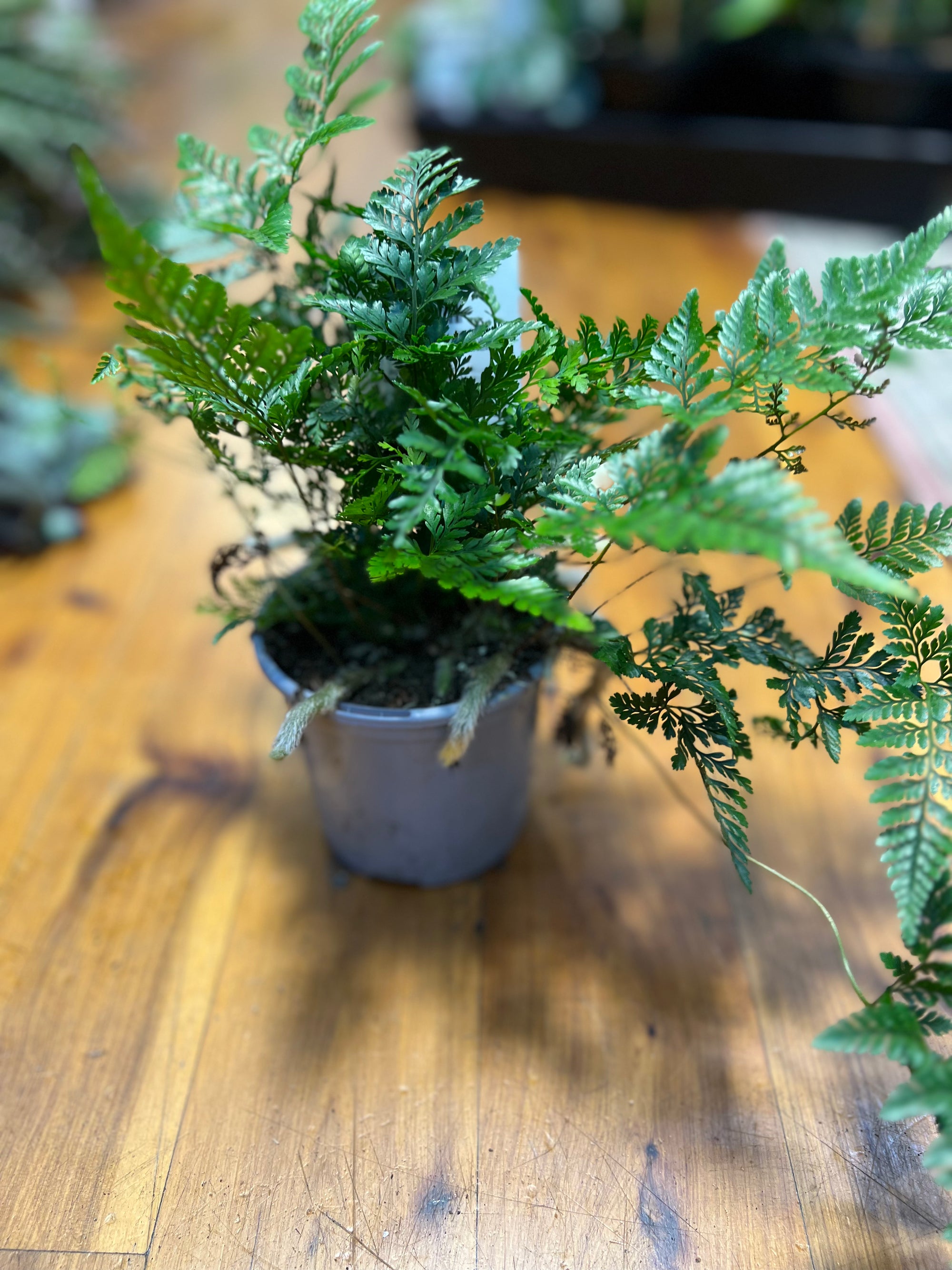 White Rabbits foot fern - humata Tyermannii