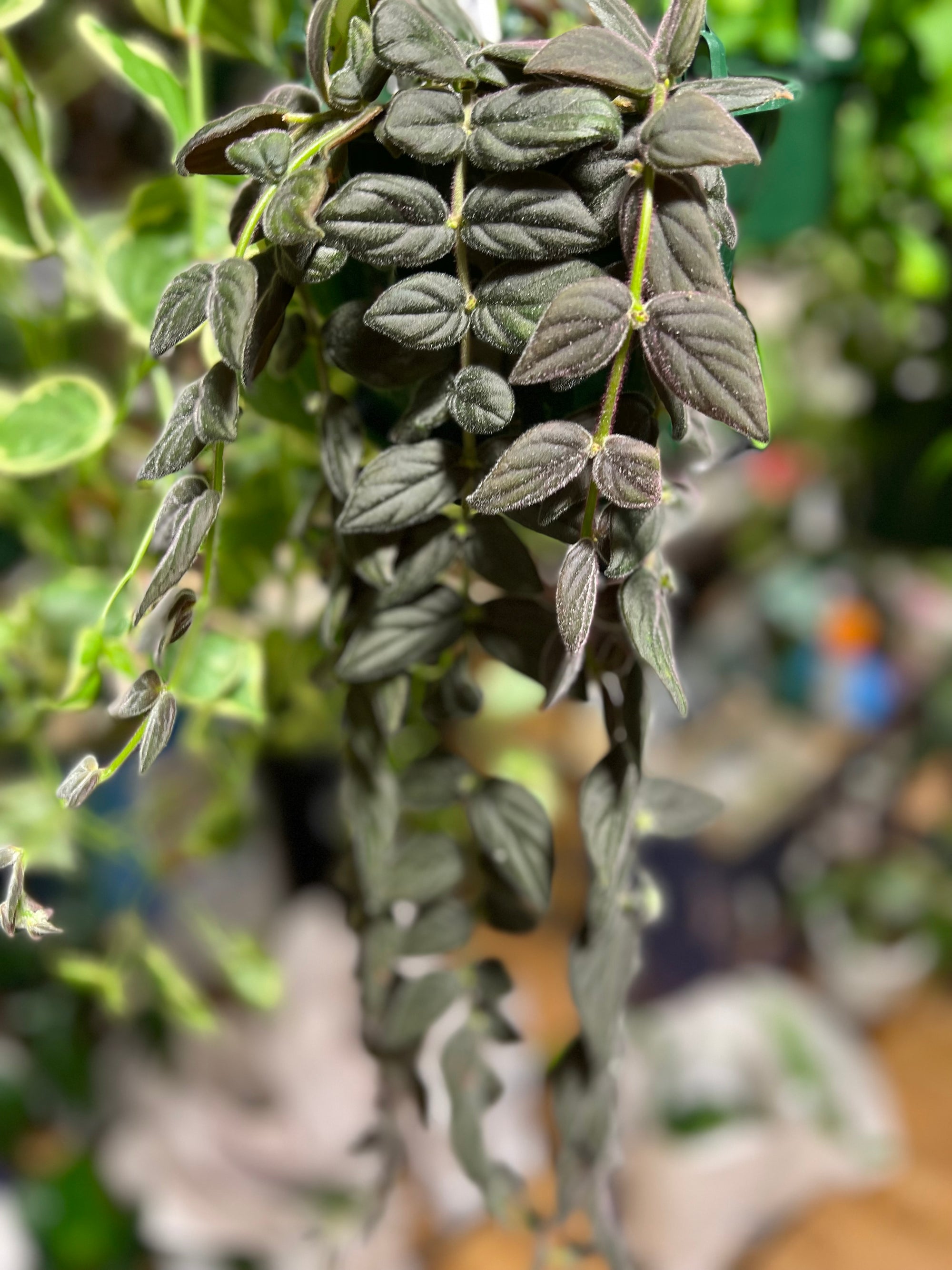 Columnea Gloriosa