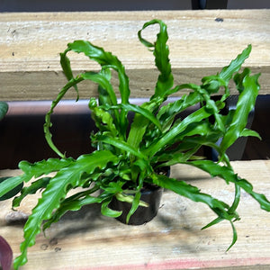 Asplenium Osaka "Birds Nest Fern"