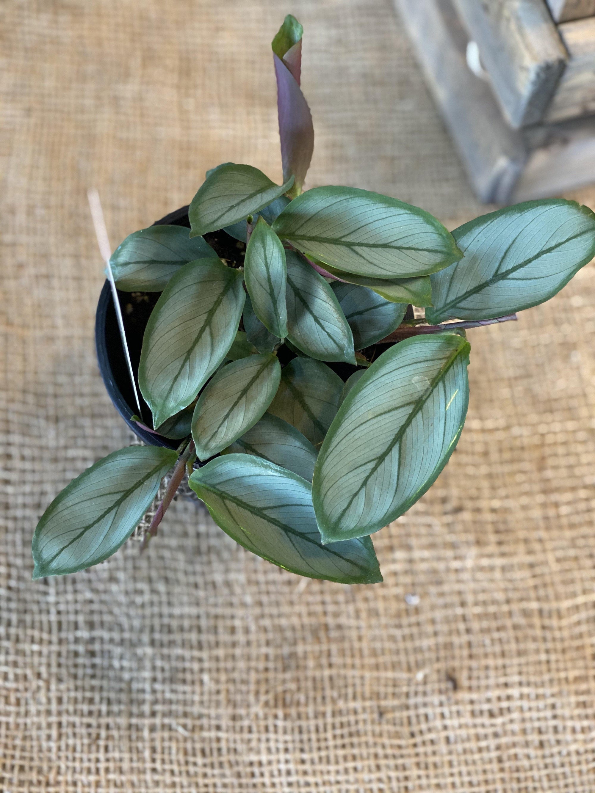 Ctenanthe ‘Setosa’ - Artisans Garden Nursery