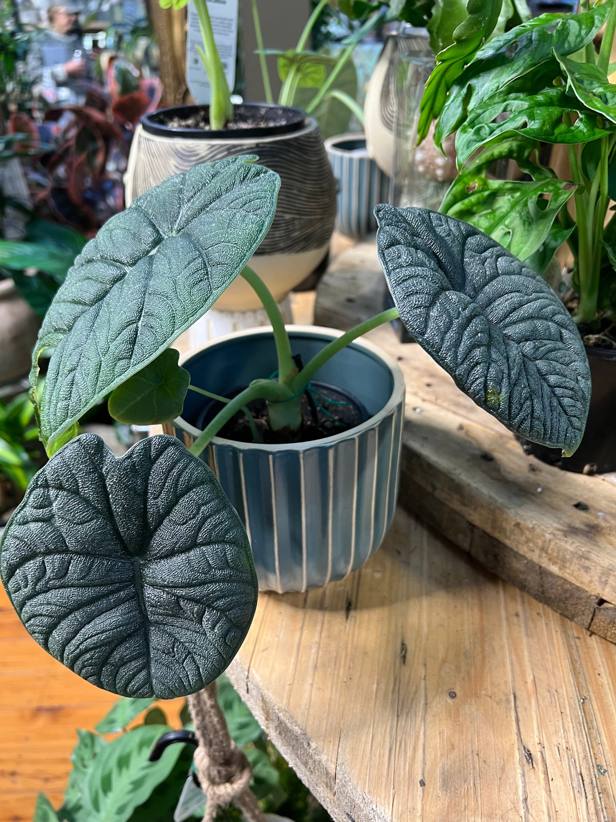 Alocasia Melo